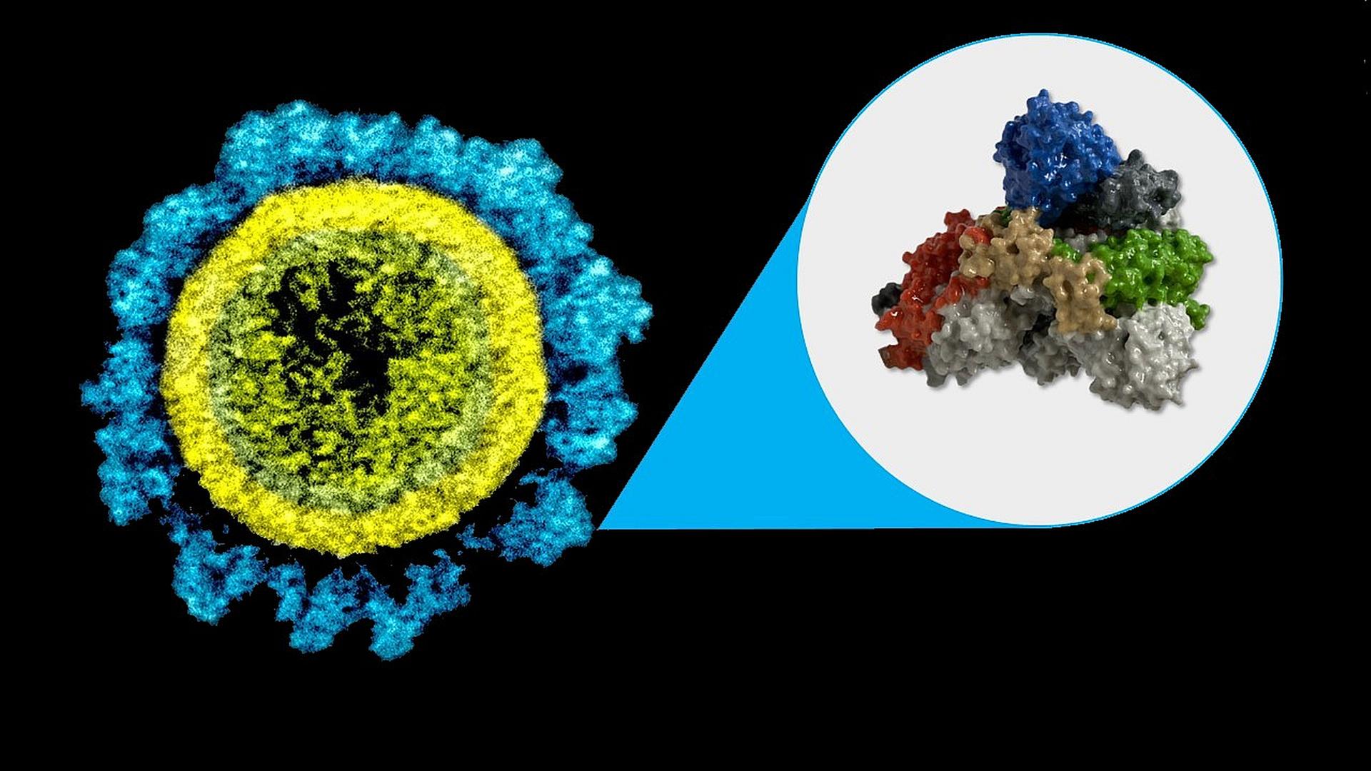 Study Shows Immune Cells Against Covid-19 Stay High In Number Six ...